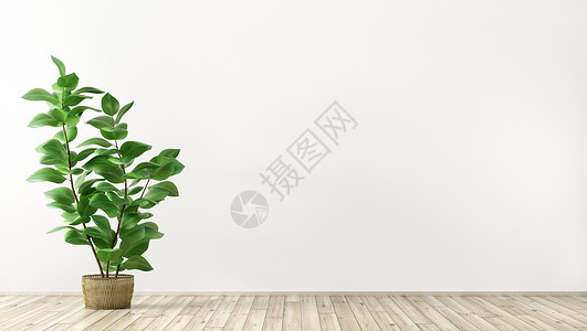 空的内部背景,房间白色墙壁,花瓶与植物3D渲染图片