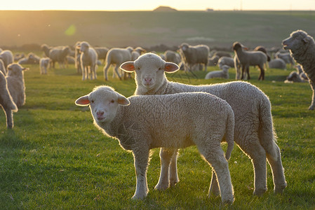 三羊吃草日落场上的羊群羔羊背景
