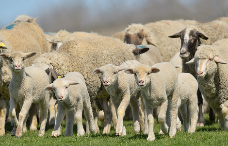 谢泼德日落场上的羊群羔羊背景