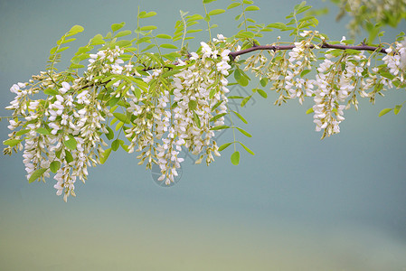 春天相思花的枝条背景图片
