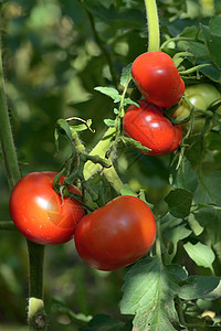 花园中红色成熟绿色未成熟番茄的枝条图片