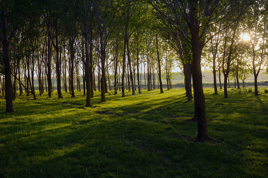 阳光透过春天森林的树木倾泻而下图片