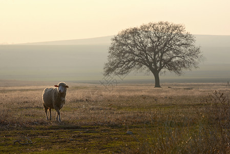 日落时田野上的只羊图片