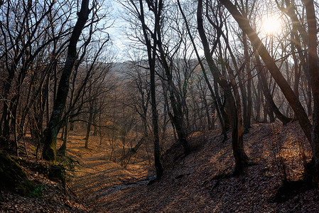 春天的森林日落的太阳图片