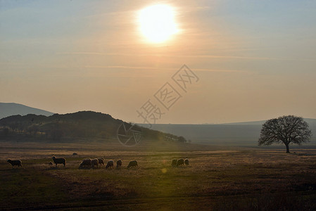 日落春田上的绵羊羔羊图片