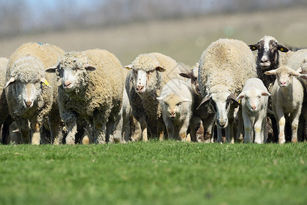 春天田野上的绵羊羔羊图片