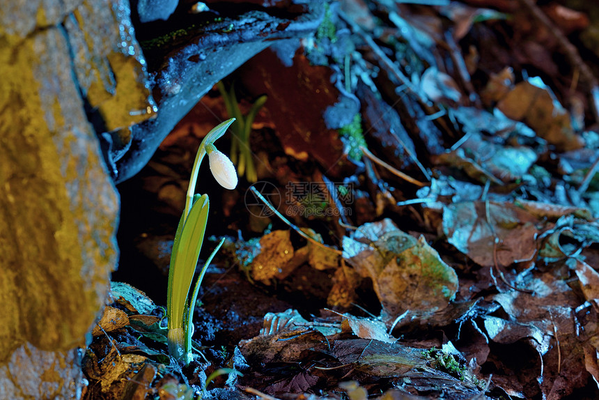 春天的第朵花,森林里的雪滴,阳光图片