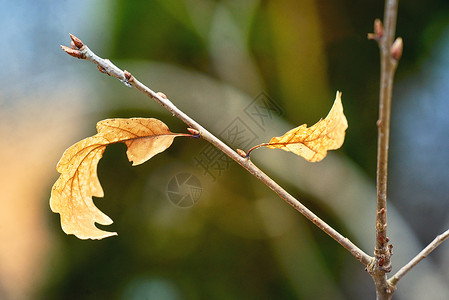 多巴哥森林中的阴阳标志秋叶背景