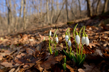 春天的第朵花,森林里的雪滴,阳光图片