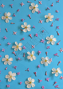蓝色纸张背景上的白色樱花图片