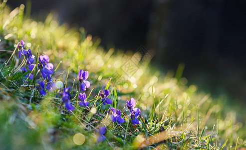 春天野花紫罗兰森林里图片