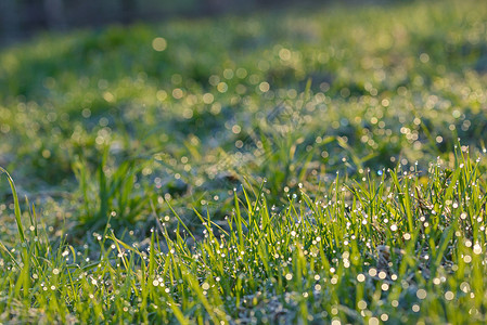 田野上的新鲜草露珠高清图片