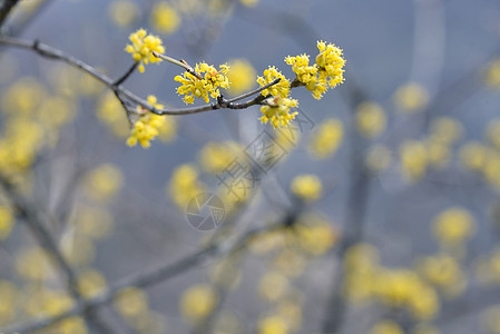 罗马尼亚森林黄泉树的图片