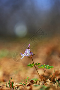 延胡索紫春花高清图片