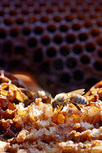 蜂巢里的蜂图片