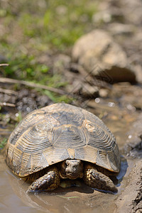 罗马尼亚麦金自然栖息地的海龟图片