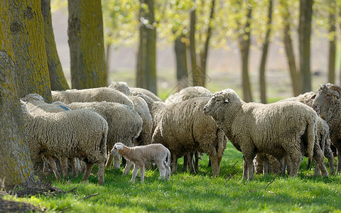 绵羊山羊吃青草泉图片