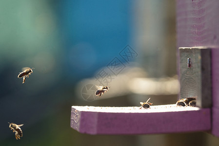 春天飞行蜜蜂图片
