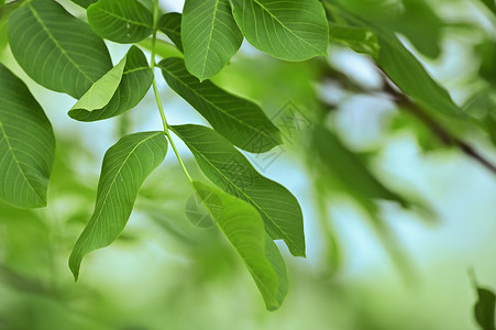 花园中分离的核桃叶背景图片