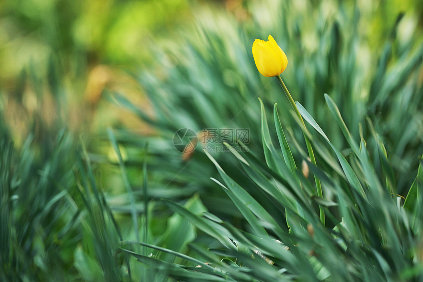 春天的个黄色郁金香花园图片