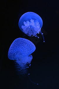 白色斑点水母水族馆游泳高清图片