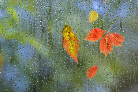 秋天的叶子雨天窗户玻璃上图片