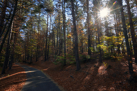 空的乡间道路穿过秋天的森林图片