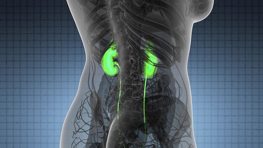 人体肾脏发光的科学解剖扫描图片