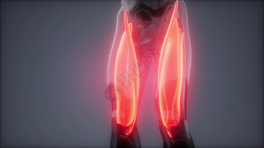 右外侧直肌大腿肌肉可见肌肉解剖图背景