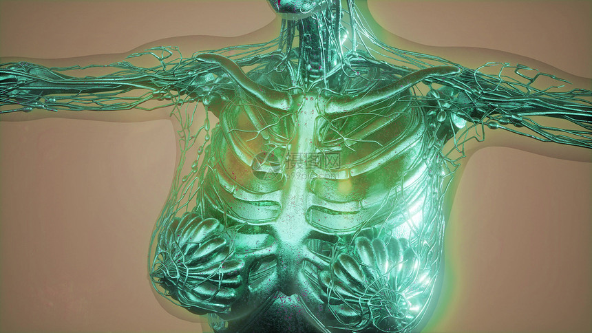 乳腺X线摄影无线电成像用于乳腺癌诊断图片