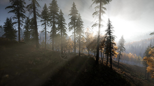 阳光透过山林中的松树照耀图片