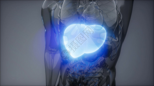 人类肝脏发光的科学解剖扫描人类肝脏放射学检查背景