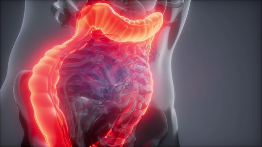 人类结肠发光的科学解剖扫描人类结肠放射学检查背景图片