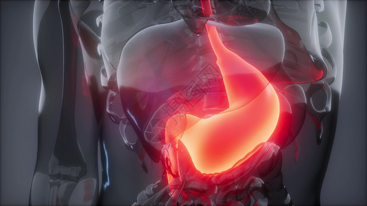 人体胃发光的科学解剖扫描人体胃放射学检查图片
