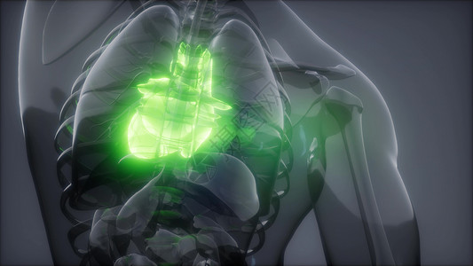 人体心脏发光的科学解剖扫描人体心脏放射学检查图片
