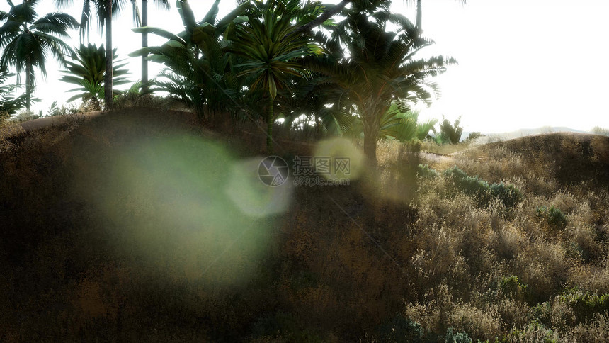 以色列死海地区EinGedi棕榈树种植园图片