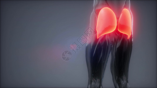 臀大肌腿部肌肉解剖动画图片