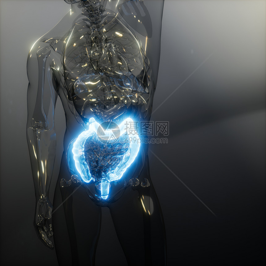 人类结肠发光的科学解剖扫描人类结肠放射学检查图片