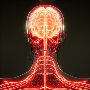 人脑发光的科学解剖扫描人脑放射学检查图片