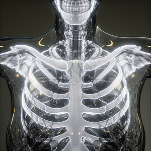 透明的人体,可见的骨头图片