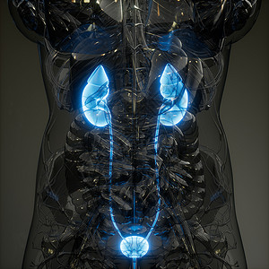 海绵体人体肾脏发光的科学解剖扫描人体肾脏的科学解剖扫描背景