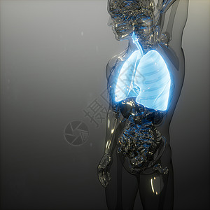 慢肺阻人体肺发光的科学解剖扫描人类肺部放射学检查背景