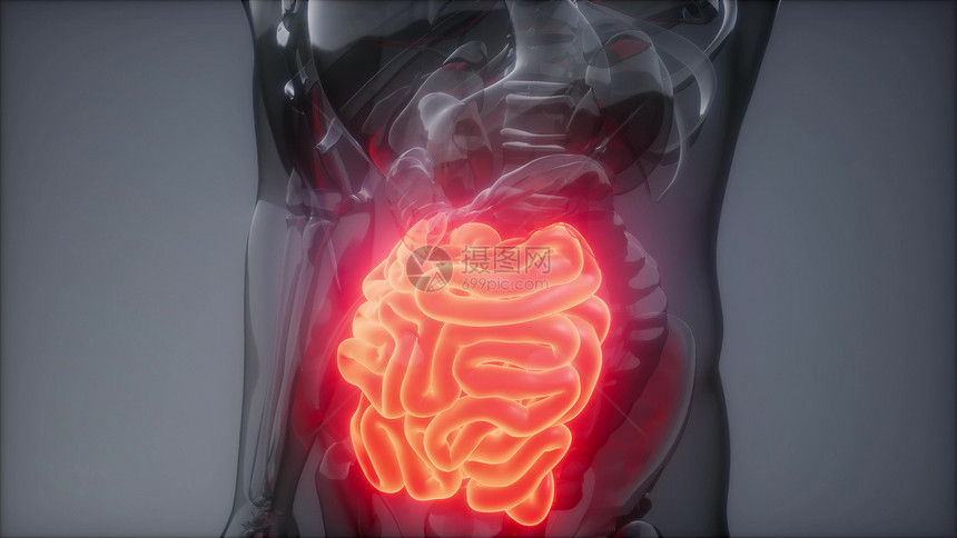 人体小肠发光的科学解剖扫描人体小肠放射学检查图片
