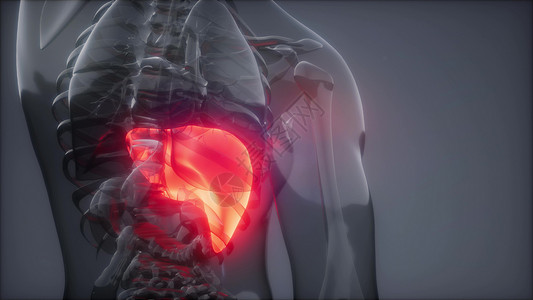 重心人类肝脏发光的科学解剖扫描人类肝脏放射学检查背景