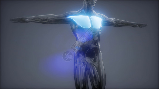 胸肌可见肌肉解剖图肌肉可见肌肉解剖图背景图片