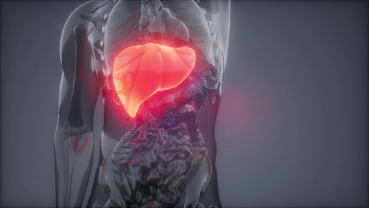 胃肠道人类肝脏发光的科学解剖扫描人类肝脏放射学检查背景