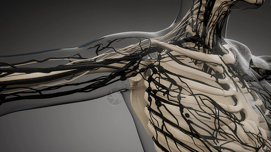 人体模型头人体血管的科学解剖扫描人体的血管背景