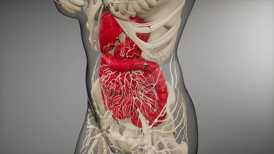 肝脏检查人体消化系统部件功能的三维图示人体消化系统的部分功能背景