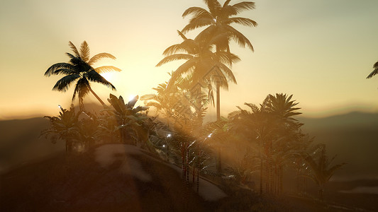 日落时雾中棕榈树的景色雾中棕榈树的景色图片
