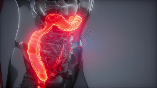 人类结肠发光的科学解剖扫描人类结肠放射学检查高清图片